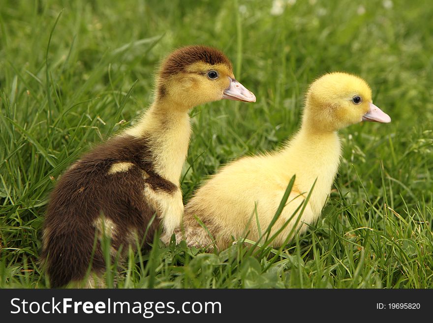 Yellow and brown ducklings on grass