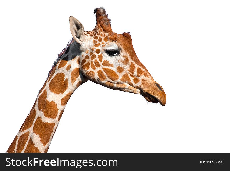 Giraffe head isolated isolated on white background