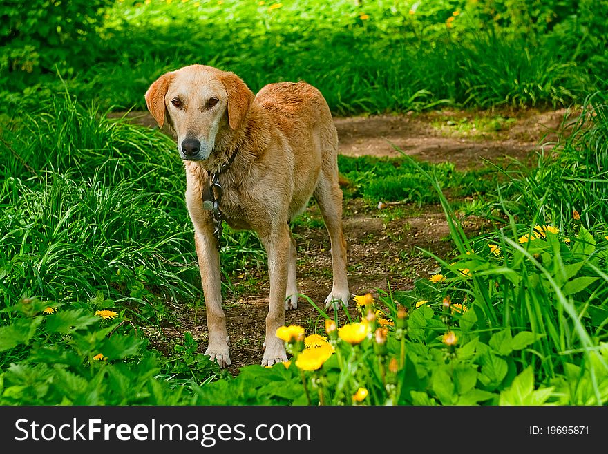 Lone dog in the grass