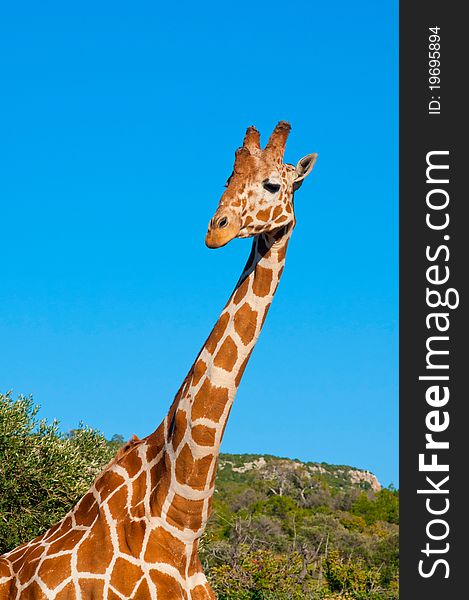 Giraffe's head against blue sky. Giraffe's head against blue sky