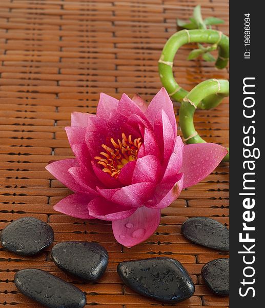 Spa composition with pink water lily and bamboo