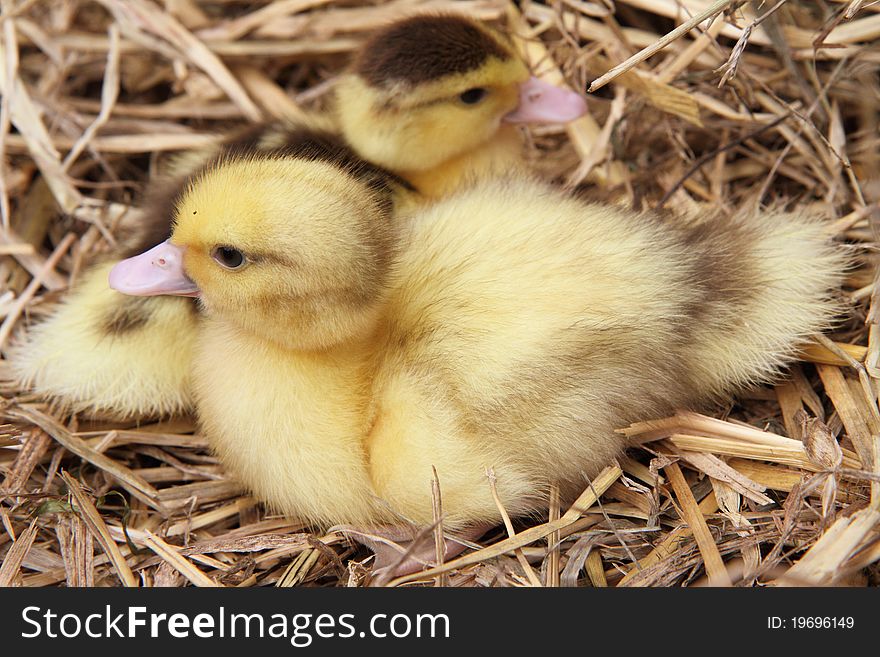 Two cute ducklings on hay