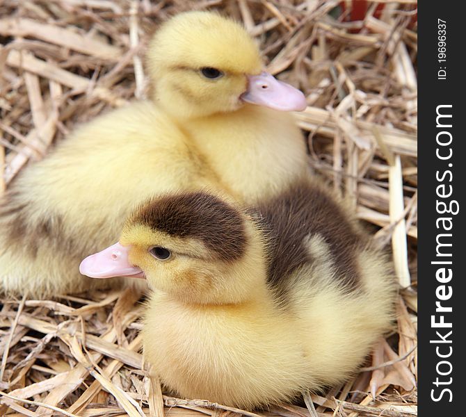 Two cute ducklings on hay