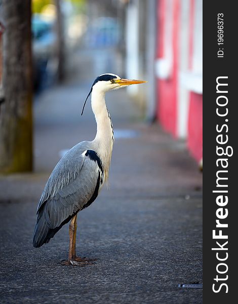 Grey heron on the footpath in front of houses in Claddagh, Galway