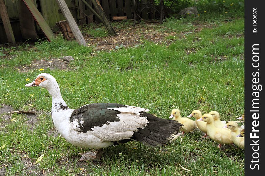 Group of Ducklings with their mother, outdoors. Group of Ducklings with their mother, outdoors