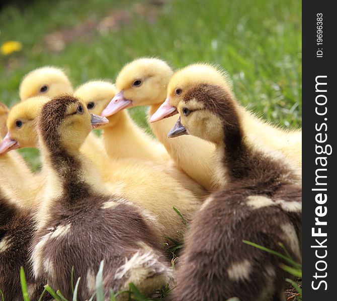 A Group of cute ducklings