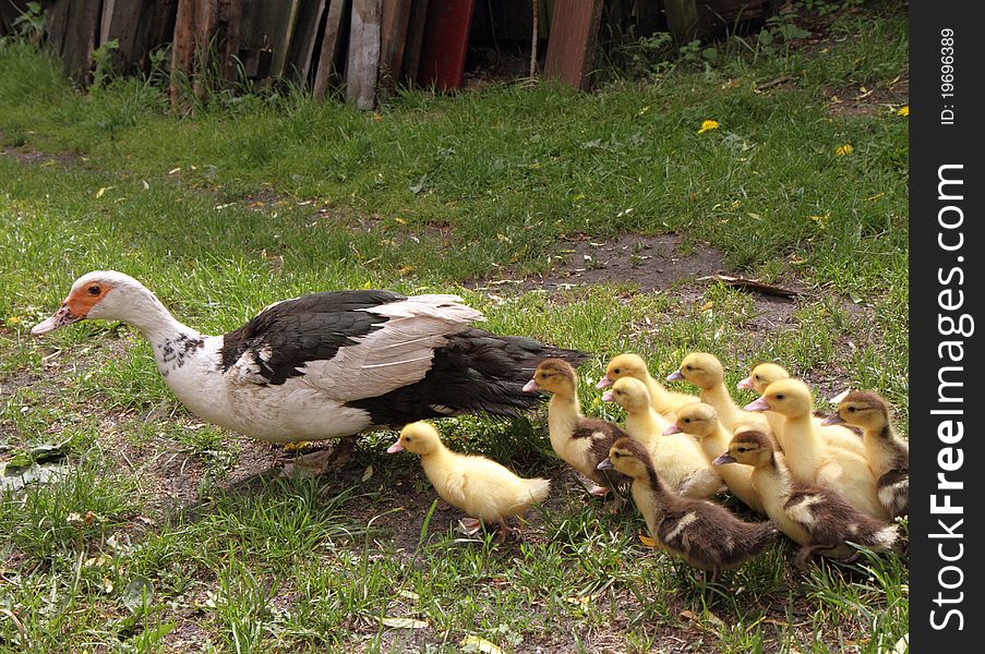 Group of Ducklings with their mother, outdoors. Group of Ducklings with their mother, outdoors
