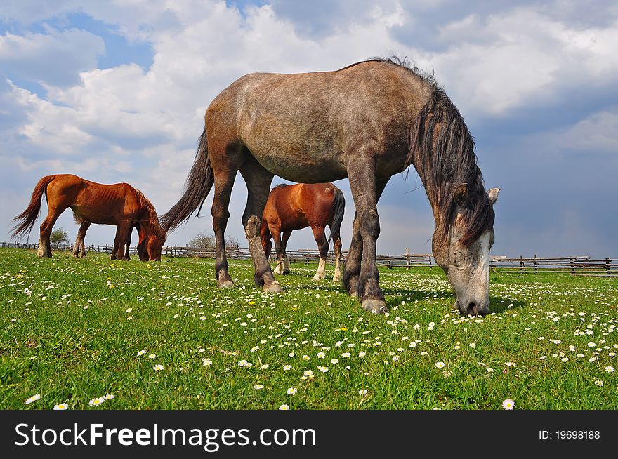 Horse on a hillside in a summer landscape under the dark blue sky. Horse on a hillside in a summer landscape under the dark blue sky.