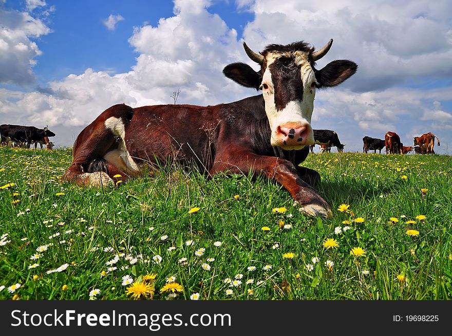 A cow on a summer pasture in a summer rural landscape