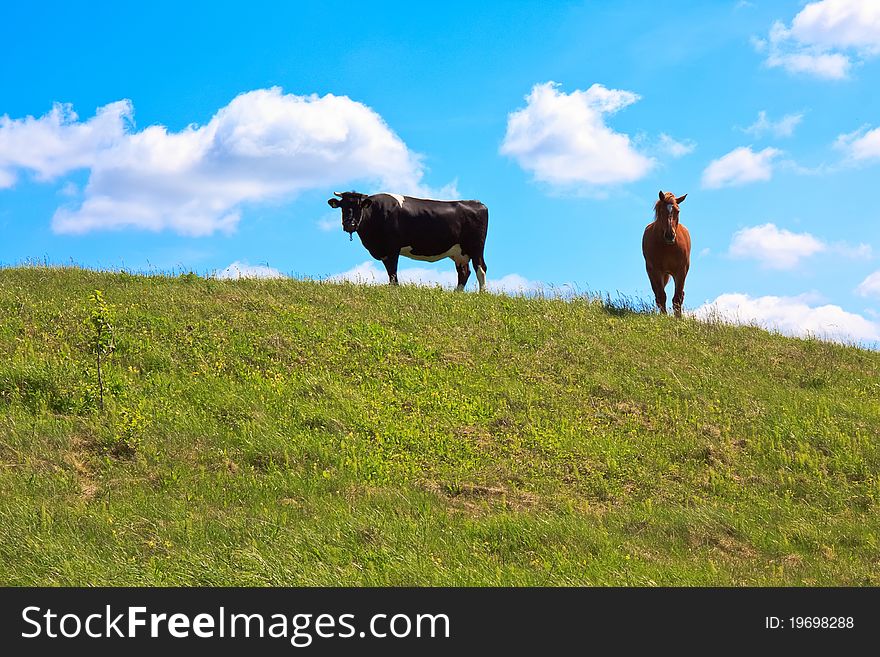 Horse and cow grazing in grassland