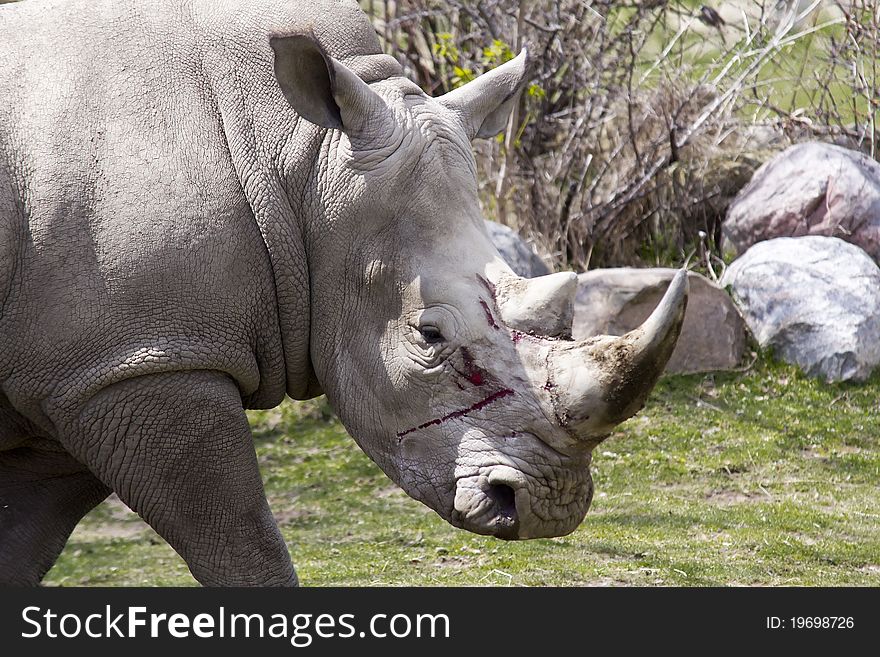 A rhino with fresh wounds from fighting. A rhino with fresh wounds from fighting
