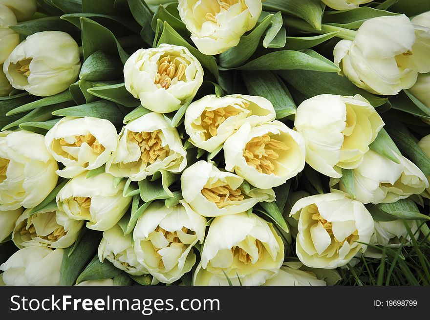 Bouquet of off white tulips