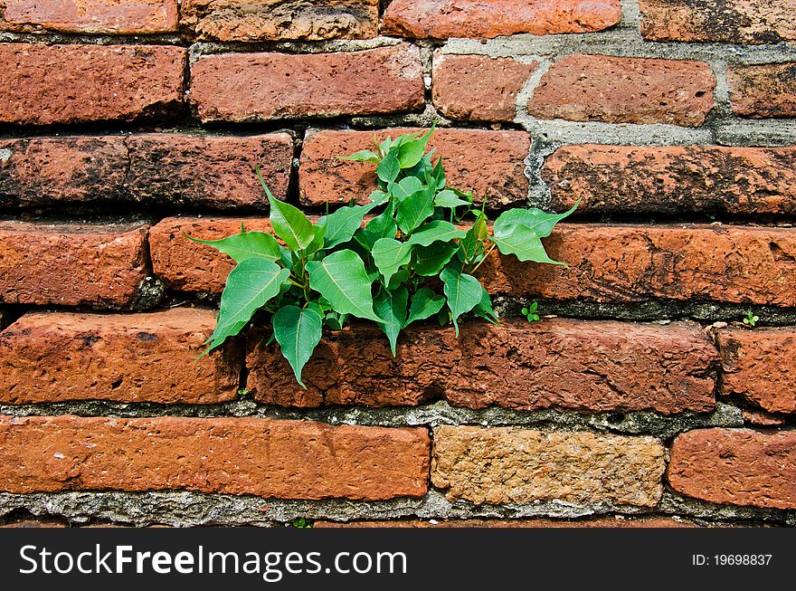 Brick wall and tree