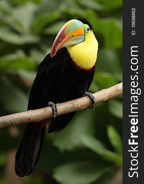 White-throated toucan