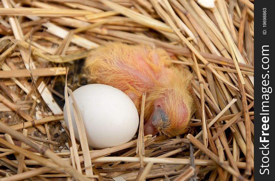 Baby Chick in Nest with Siblings Egg