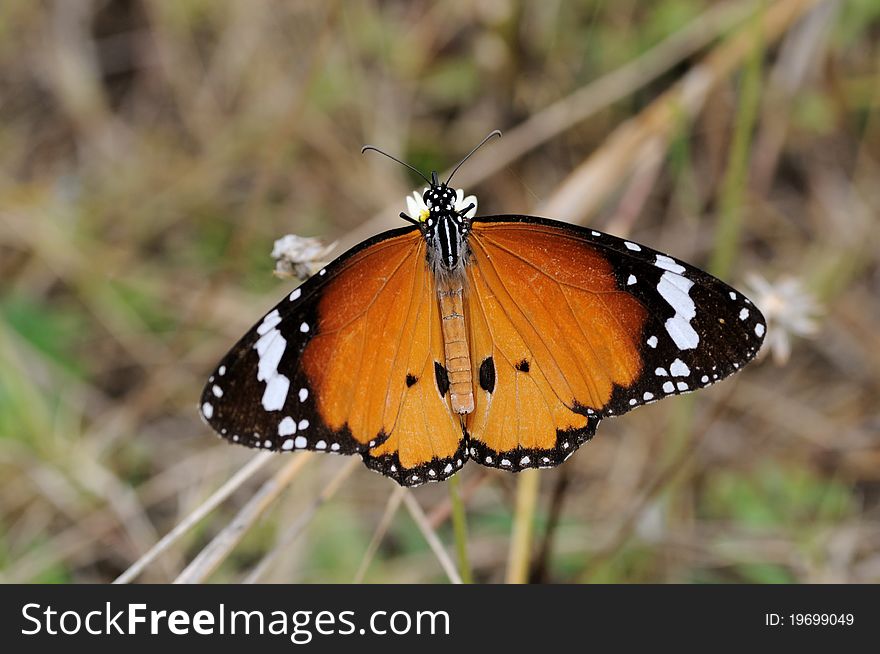 Plain tiger butterfly perching on grass