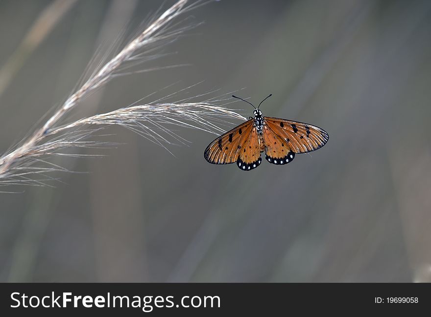 Plain tiger butterfly perching on grass