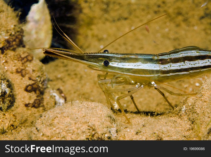 Herbal shrimp under water in sea of japan, Russia, close-up. Herbal shrimp under water in sea of japan, Russia, close-up