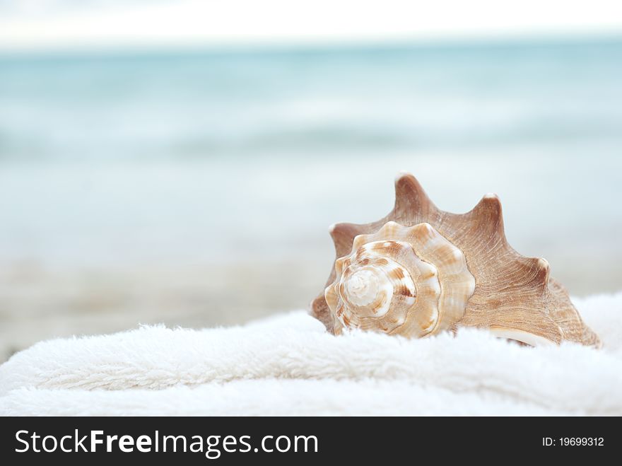 Sea shell with a soft background and plenty of copyspace