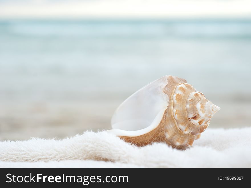 Sea shell with a soft background and plenty of copyspace