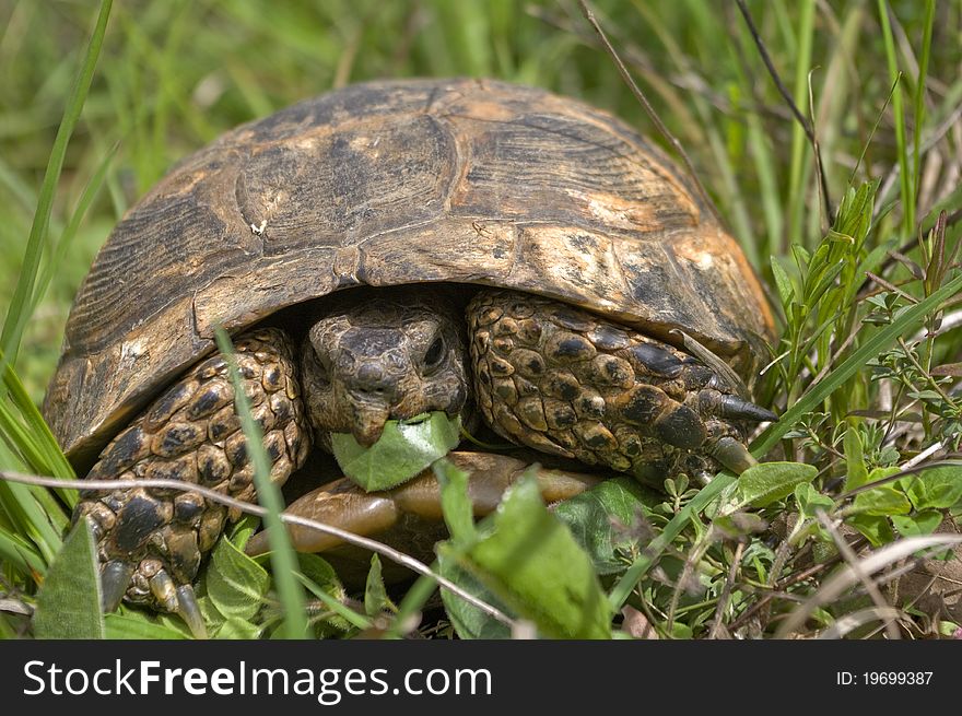 Turtles breakfast with fresh leaf.