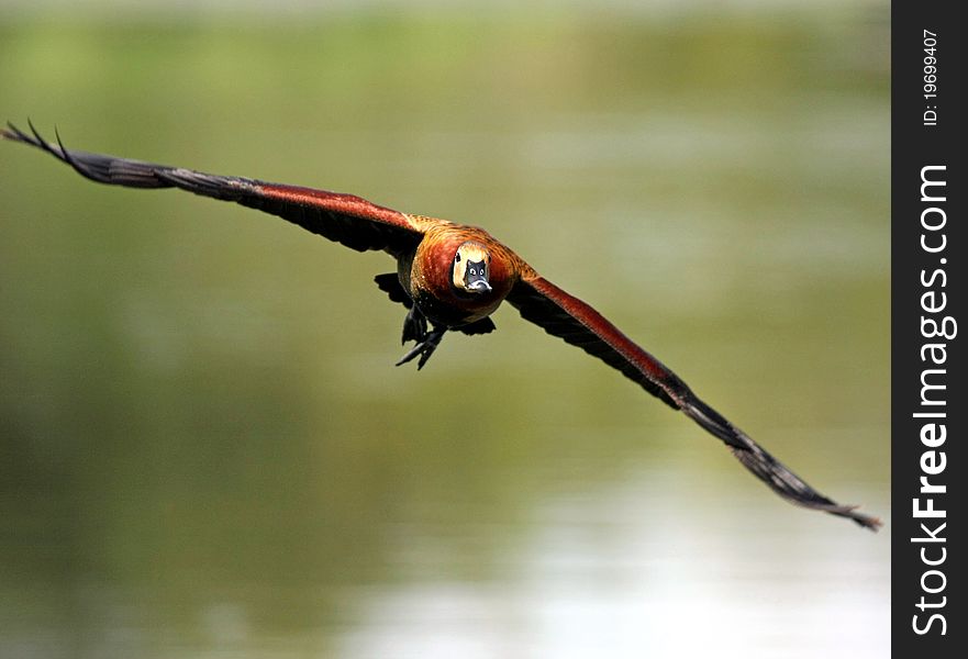 Egyptian goose Alopochen aegyptiacus fly over water