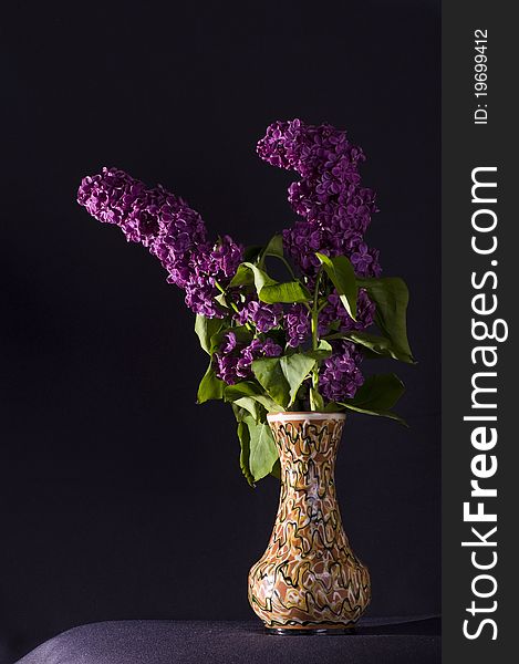 Vase with Lilacs in black background.
