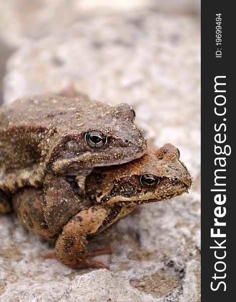 Two frogs mating near lake.