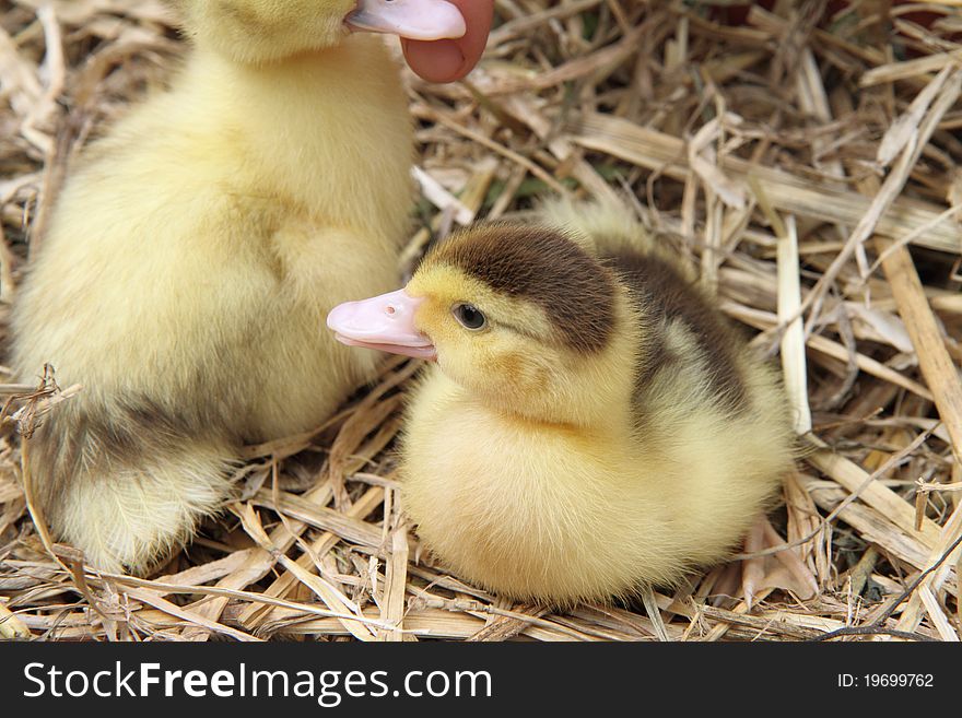 Two cute ducklings on hay