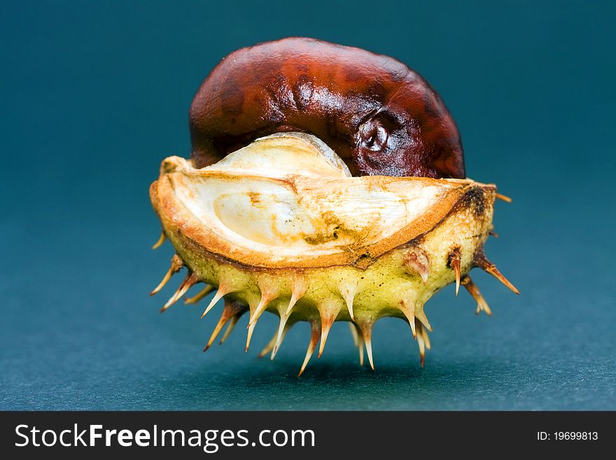 Chestnut isolated on a black background