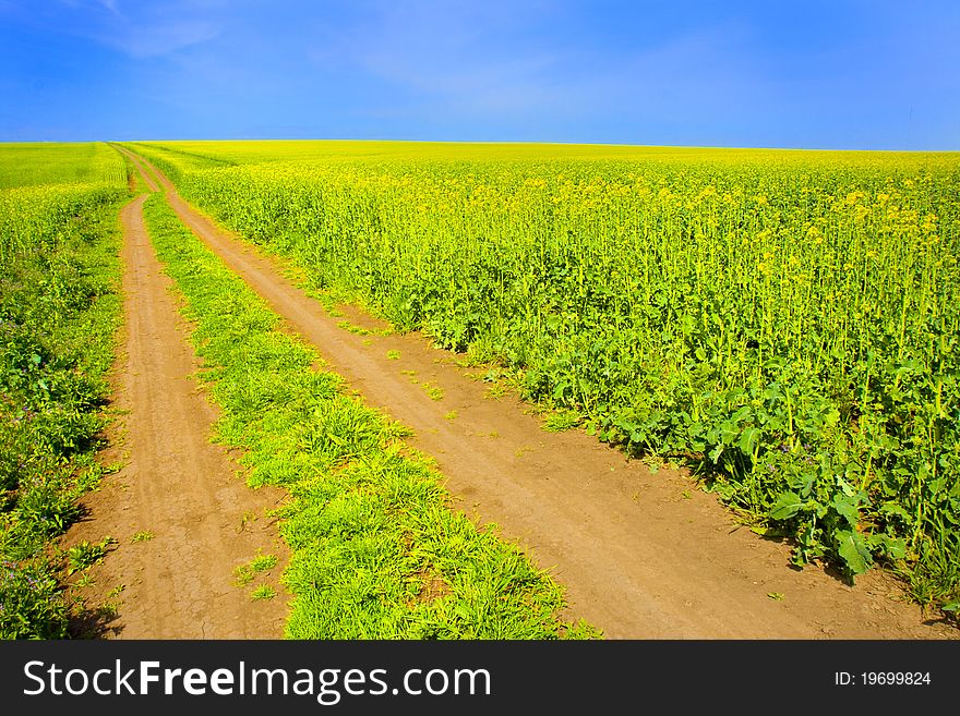 Road through flowering canola fields