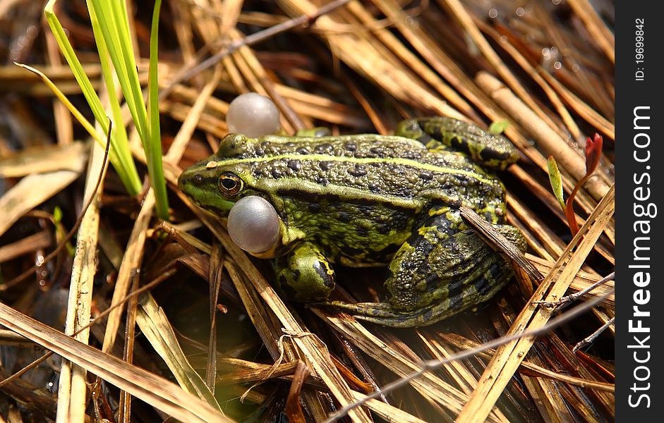 Close-up Of A Frog