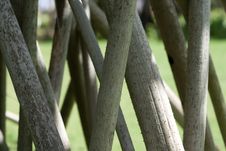 Free Trunk Stock Photography - 1970012