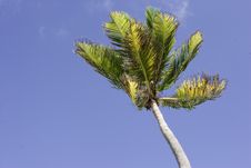 Palm Tree In The Wind Royalty Free Stock Image Palm Tree In The Wind Royalty Free Stock Image