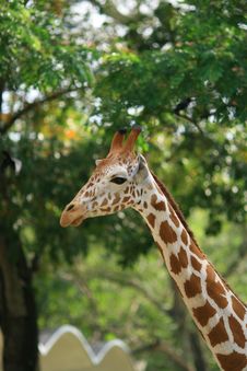 A Pretty Giraffe 2 Royalty Free Stock Photography A Pretty Giraffe 2 Royalty Free Stock Photography