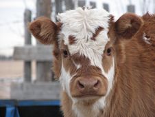 Brockle-faced Calf Stock Images Brockle-faced Calf Stock Images