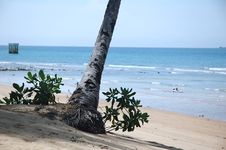 Free Root Of Tree On Tropical Beach Royalty Free Stock Images - 1972089