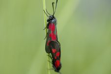 Two Butterflies Royalty Free Stock Photos