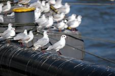 Gulls On A Pier Royalty Free Stock Images Gulls On A Pier Royalty Free Stock Images