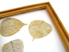 Leaves In A Framework Royalty Free Stock Photography Leaves In A Framework Royalty Free Stock Photography