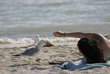 Bird Feeding At Beach,by Young Girl Royalty Free Stock Image Bird Feeding At Beach,by Young Girl Royalty Free Stock Image