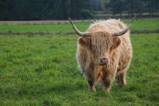 Highland Cattle Royalty Free Stock Photography Highland Cattle Royalty Free Stock Photography