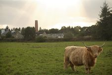 Highland Cattle Stock Photography
