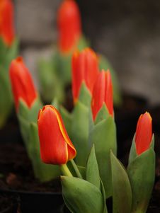 Tulips Stock Photos Tulips Stock Photos