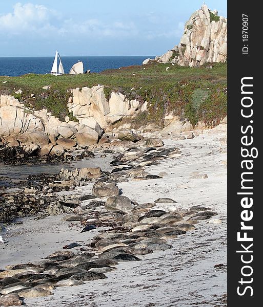 Sea lions sunning on a beach