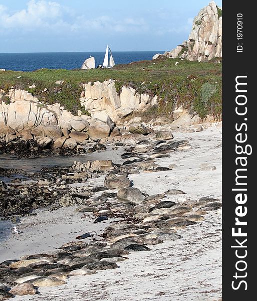 Sea lions sunning on a beach