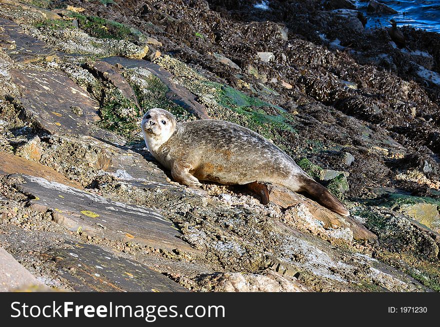 A common seal sunbathing in the north of Scotland (known as Harbor Seal in the US).