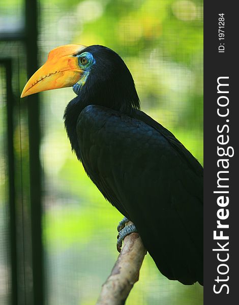 A black bucerotidae with yellow mouth and blue face in the cage of KL Bird Park. A black bucerotidae with yellow mouth and blue face in the cage of KL Bird Park