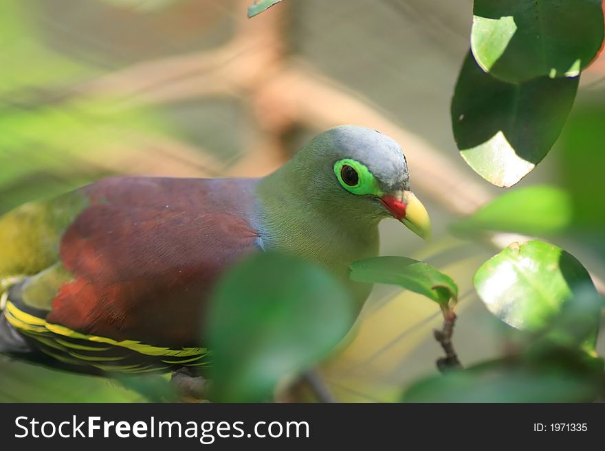 Small bird in the same family of dove in the cage camouflaging within trees in KL Bird Park