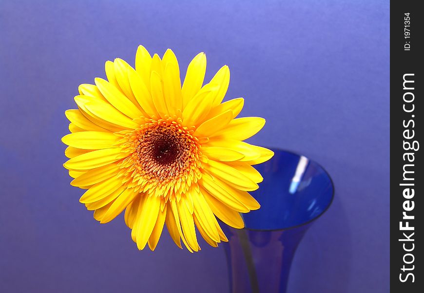 Yellow gerbera daisy in a vase with a blue background